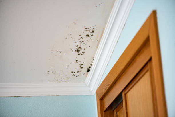 Best Mold Damage Repair  in Hometown, IL