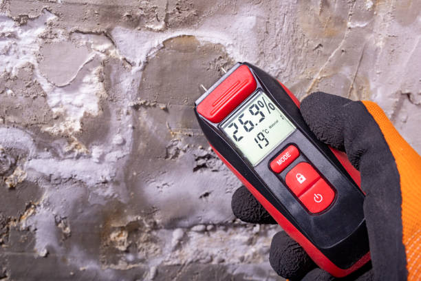 Best Certified Mold Removal  in Hometown, IL