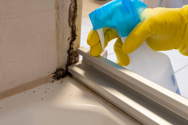 Best Toxic Mold Removal  in Hometown, IL