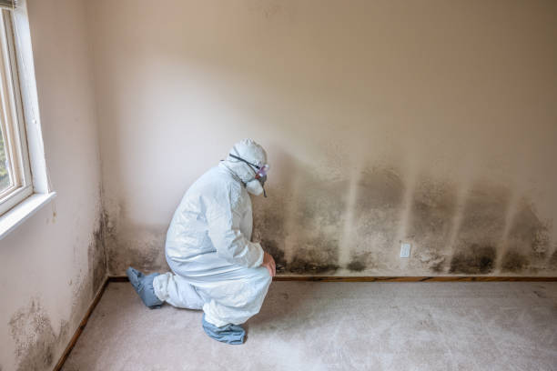 Home Mold Removal in Hometown, IL