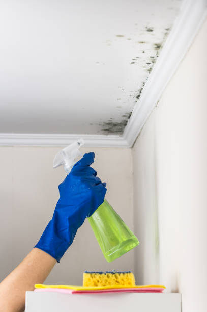 Best Commercial Mold Removal  in Hometown, IL