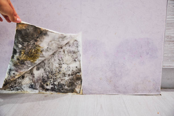 Office Mold Removal Services in Hometown, IL